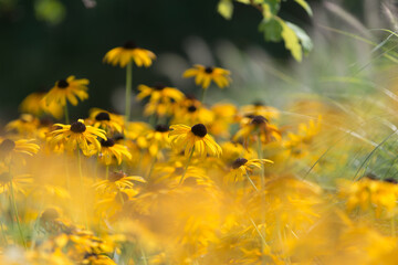 Obraz premium yellow flowers (with bokeh effect) in the park