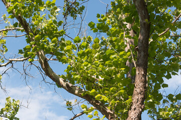 green leaves against blue sky