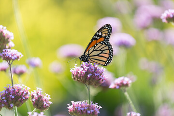 close up of a migratory butterfly on verbena blossoms