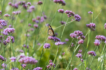 migratory butterfly on verbena flowers in the garden