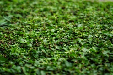 green grass background