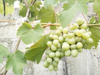 grapes on vine