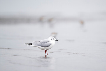 ズグロカモメ成鳥冬羽(Saunders's gull)