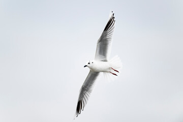 ズグロカモメ成鳥冬羽飛翔(Saunders's gull)