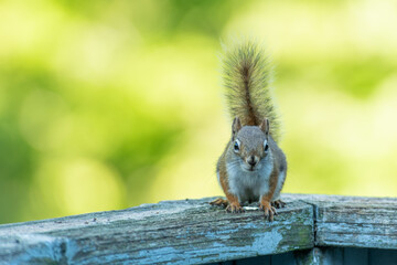 Red Squirrel Stare down
