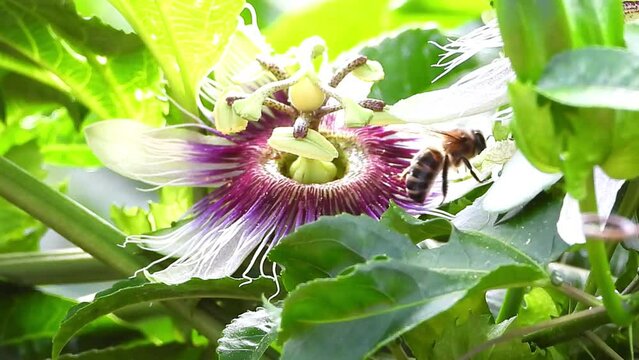 Bee busy drinking nectar from purple Passion flower in the summer sun