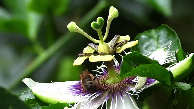 Fluffy bee with yellow pollen dust on its face collecting nectar on purple Passion flower 