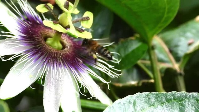 Bee flying toward purple Passion flower in search of nectar. 