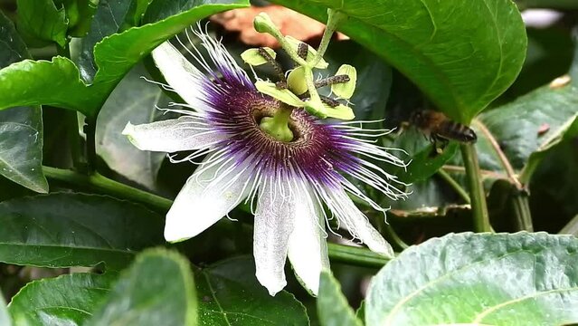 Bee hovering over purple Passion flower & flying away