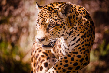 Fototapeta na wymiar Jaguar Panthera onca majestic feline, hunting in Pantanal, Brazil