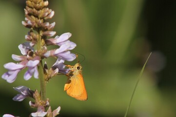 Woodland skipper butterfly on purple flower in a garden