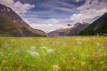 Valley landscape of Haute Savoie with wildflowers at springtime, France