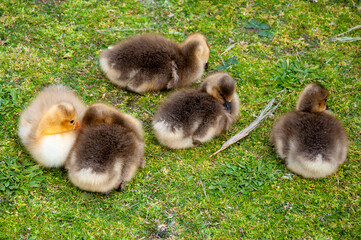 little geese on the grass