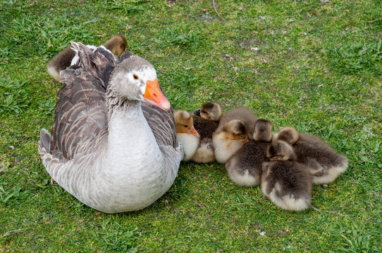 Little geese (anser anser) on the grass with their mother