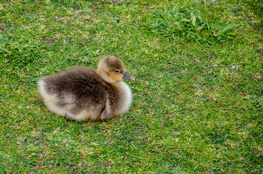 A little baby goose (Anser anser) on the grass