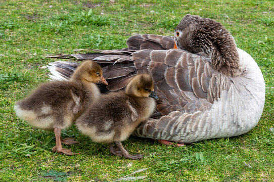 Two little geese (anser anser) with their mother