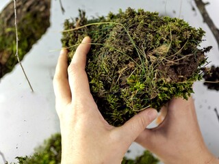 Kokedama, fashionable Japanese moss ball, bonsai for the poor, a tussock of moss with a pink flower