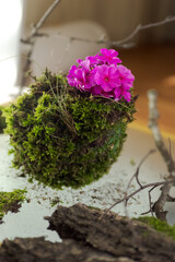 Kokedama, fashionable Japanese moss ball, bonsai for the poor, a tussock of moss with a pink flower