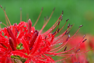 雨の彼岸花