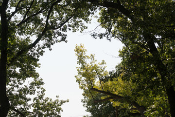 trees and sky