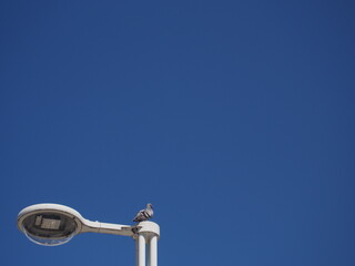 Fototapeta na wymiar 青空と左下にある電灯の上に留まった一羽のハト
