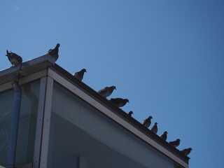 Fototapeta na wymiar 青空と台の上に留まったのハトの群れ