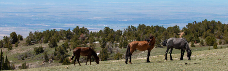 Small band of wild horses on Sykes ridge high above the Bighorn Canyon in Wyoming United States