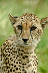 Naklejka na ściany i meble Juvenile male cheetah listening to sounds behind him