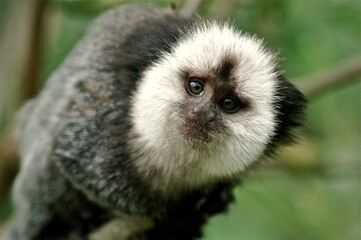 Juvenile Geoffroys Marmoset looking into the lens