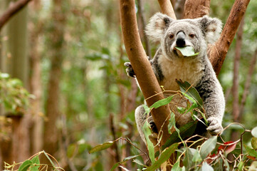 Koala eating Eucalyptus leaves in a small tree © Nadine