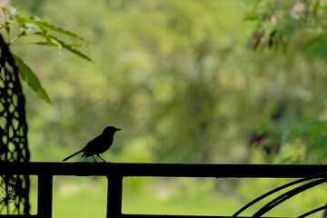 bird on a branch
