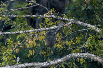 Limpkin