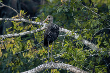 Limpkin
