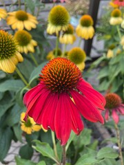 red and yellow flower
