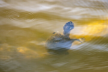 Turtle