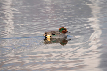 Green Winged Teal Swimming