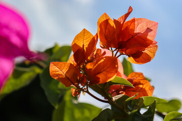 orange flower against sky