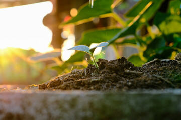 Little tree plant grow on soil with sun light sustainable