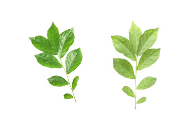 fresh green leaves on white background