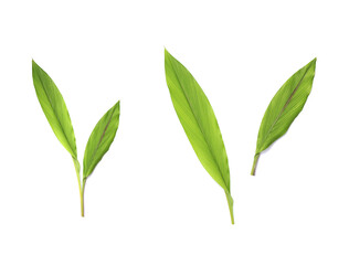 Fototapeta na wymiar fresh green leaves on white background