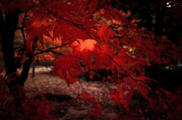 Autumn leaves of autumn leaves maple
