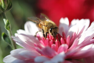 bee on pink flower