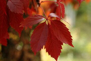red autumn leaves