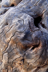 Cracked old driftwood on the shoreline