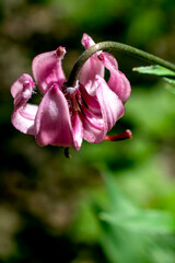 Obraz premium Lily martagon, a beautiful forest pink flower