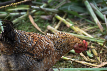rooster in the farm