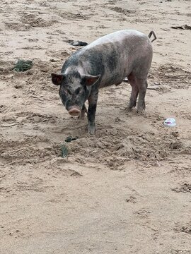 pig in the mud