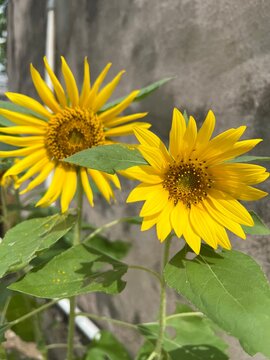 sunflower in the field