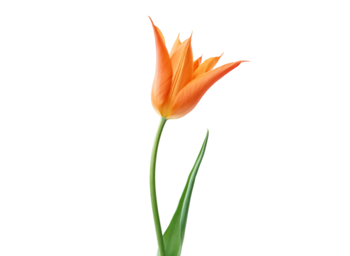 Isolated single orange flora and green leave on transparent