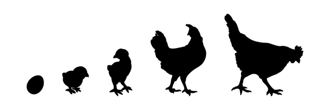 Hen or chicken silhouette isolated in white background. Free grazing hen bird in the runch. Hand drawn vector illustration